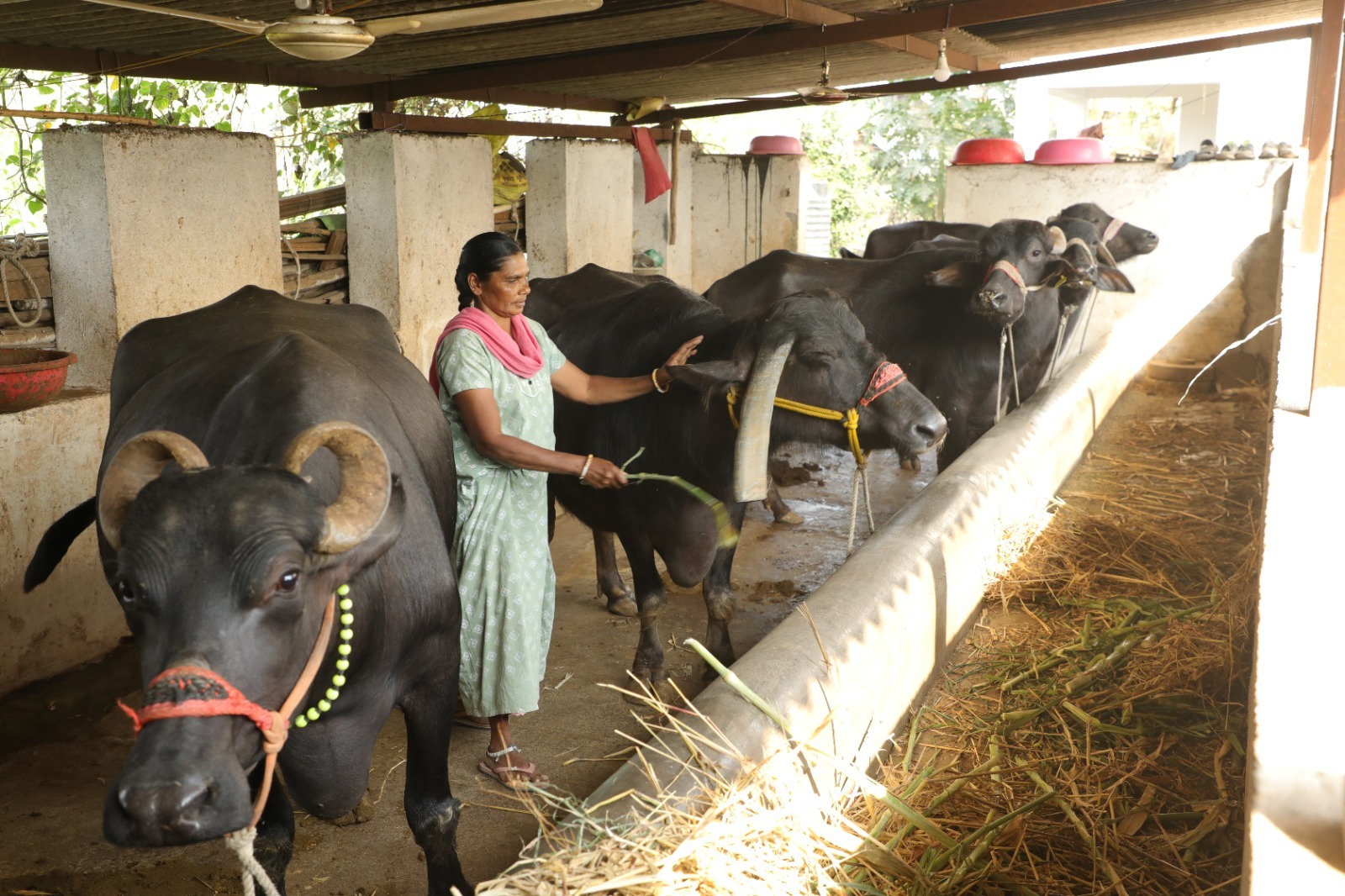 ગુજરાત સરકારની સહાય થકી આદિવાસી મહિલા બની આત્મનિર્ભર